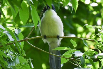 オナガ 羽根木公園 2022年5月4日(水)