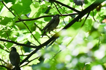 White-cheeked Starling 羽根木公園 Wed, 5/4/2022