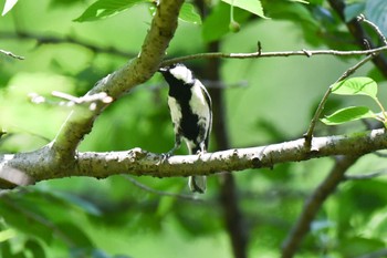 シジュウカラ 羽根木公園 2022年5月4日(水)