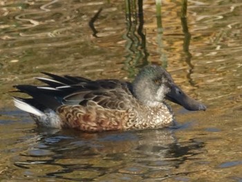 ミカヅキハシビロガモ 東京港野鳥公園 2017年11月29日(水)