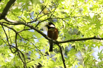 ヤマガラ 天拝山歴史自然公園 2022年5月4日(水)