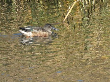 ミカヅキハシビロガモ 東京港野鳥公園 2017年11月29日(水)