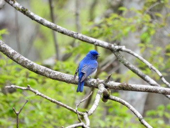 2022年5月2日(月) 十里木高原の野鳥観察記録