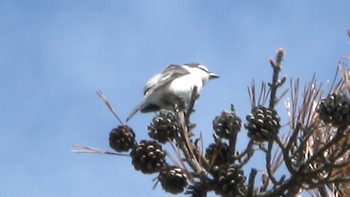 2022年5月3日(火) 三重県民の森の野鳥観察記録