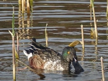 ハシビロガモ 東京港野鳥公園 2017年11月29日(水)