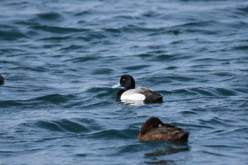 Thu, 4/28/2022 Birding report at 龍飛岬・小泊・十三湖