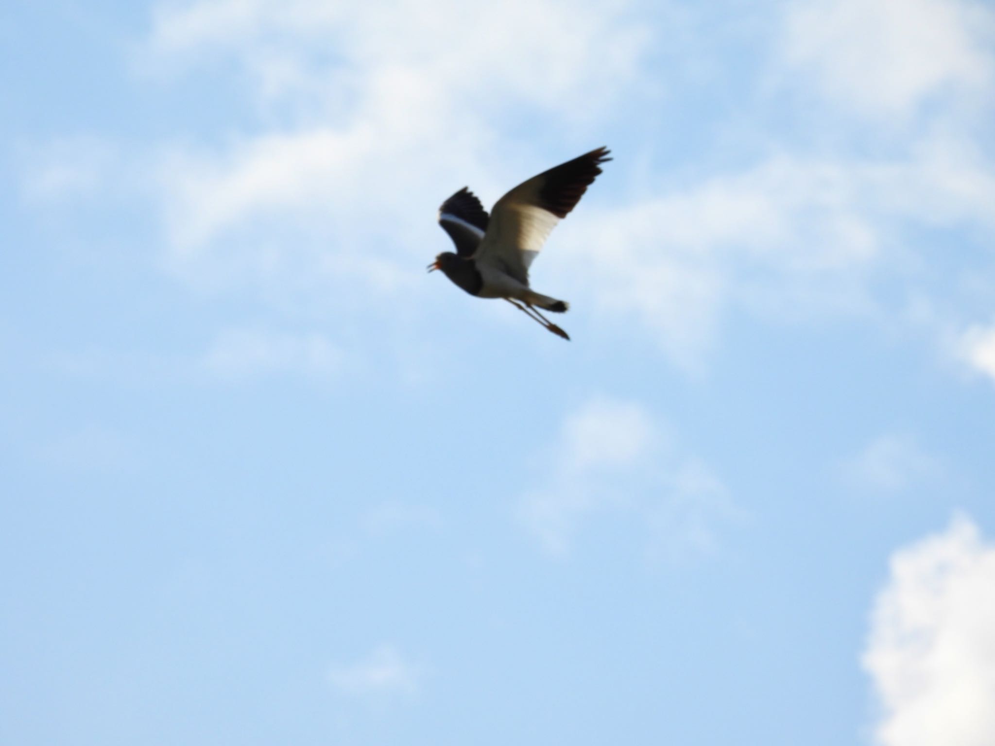 Grey-headed Lapwing