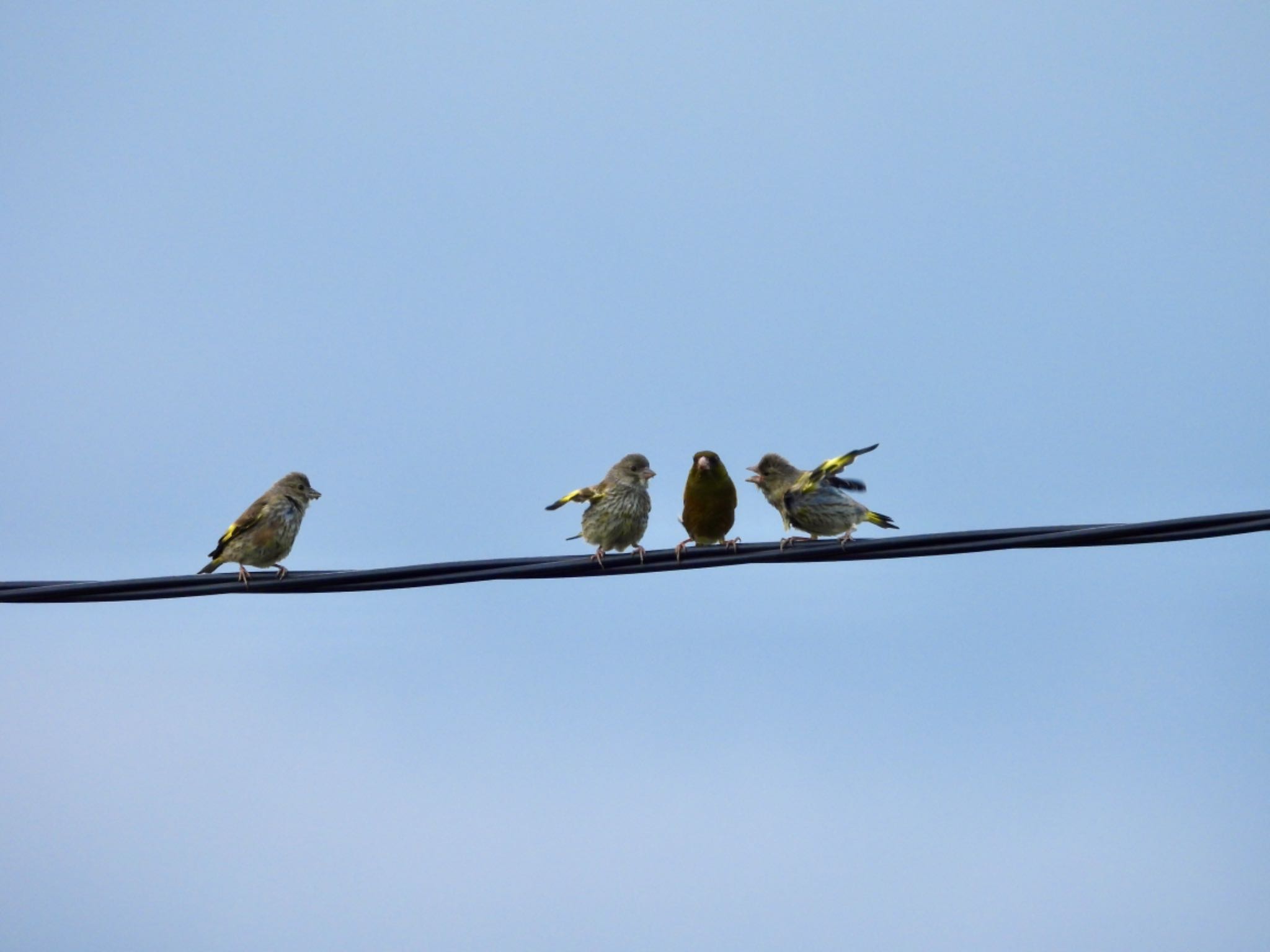 Grey-capped Greenfinch