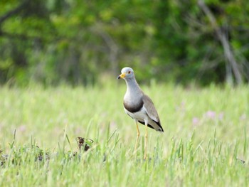 2022年5月3日(火) 浮島ヶ原自然公園の野鳥観察記録