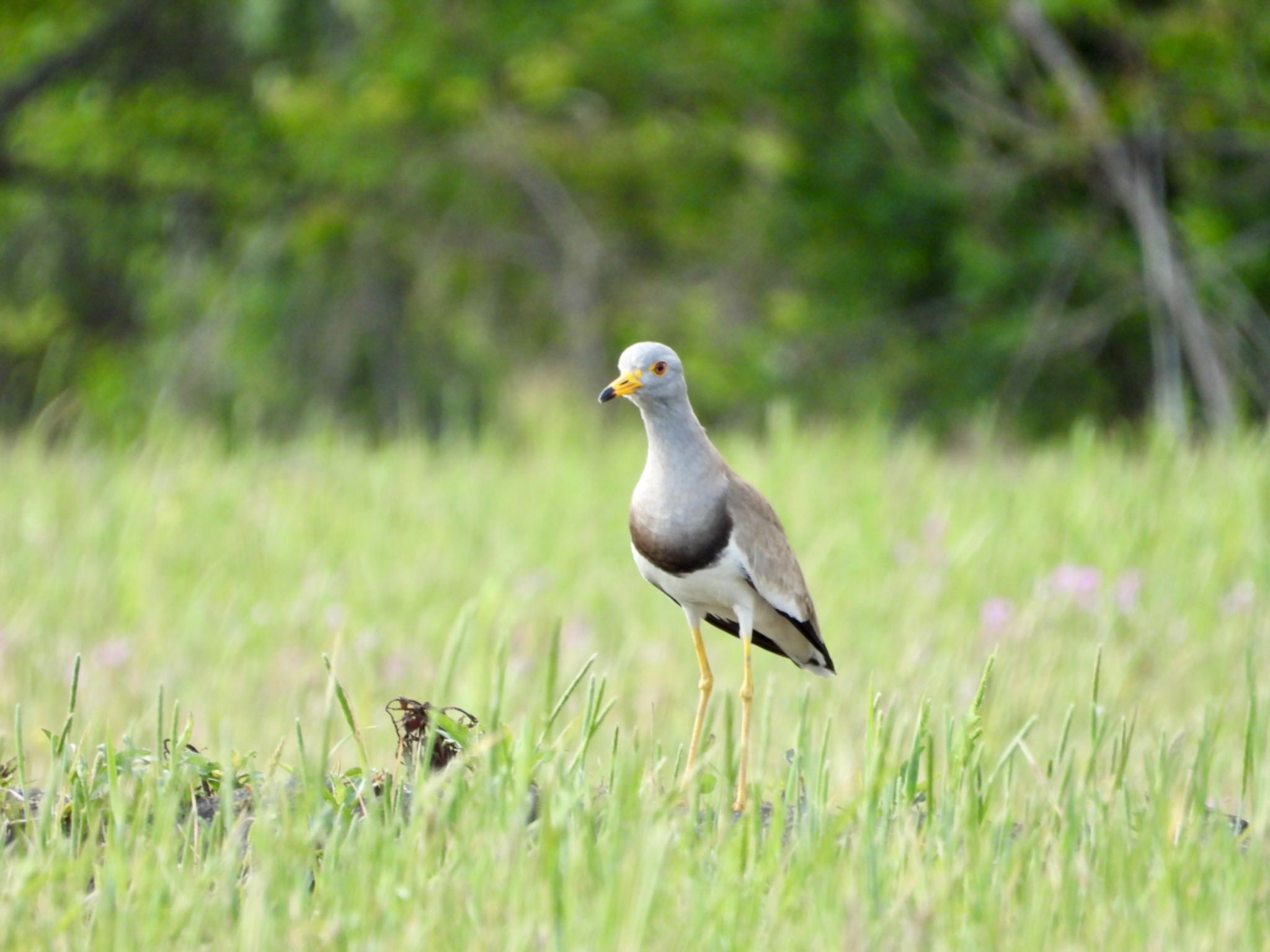 Grey-headed Lapwing