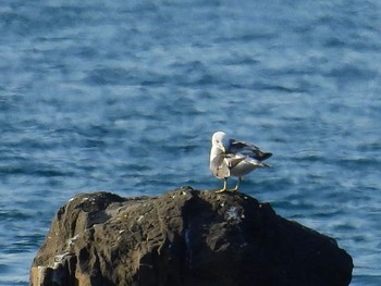 ウミネコ 鳥居浜海水浴場 2022年5月3日(火)