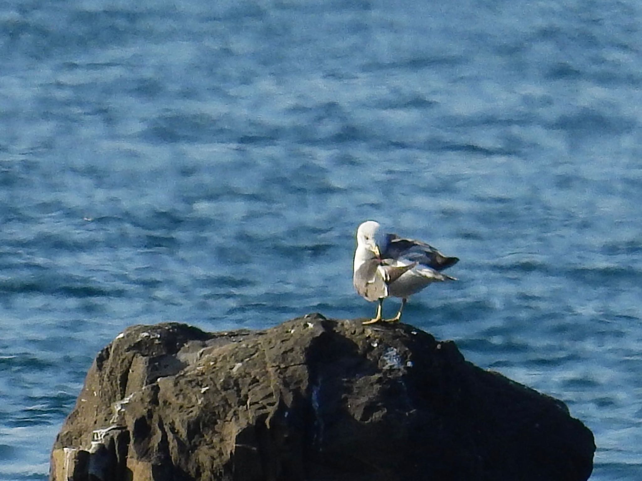 Photo of Black-tailed Gull at 鳥居浜海水浴場 by 🐟