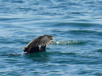 Great Cormorant 鳥居浜海水浴場 Tue, 5/3/2022