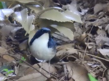 Wed, 5/4/2022 Birding report at Osaka castle park