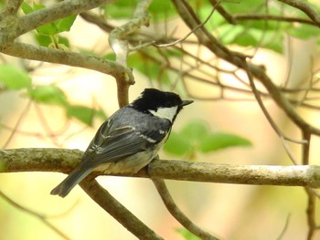 Mon, 5/2/2022 Birding report at 和佐又山