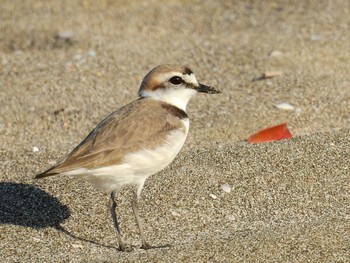 Kentish Plover 鳥居浜海水浴場 Tue, 5/3/2022