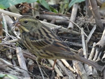 アオジ 東京港野鳥公園 2017年11月29日(水)