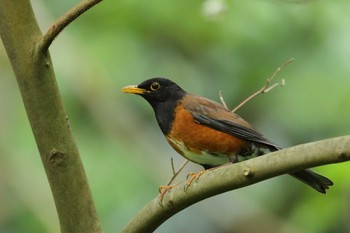 Izu Thrush Miyakejima Island Mon, 5/2/2022