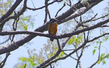 2022年5月4日(水) 恩智川治水緑地の野鳥観察記録