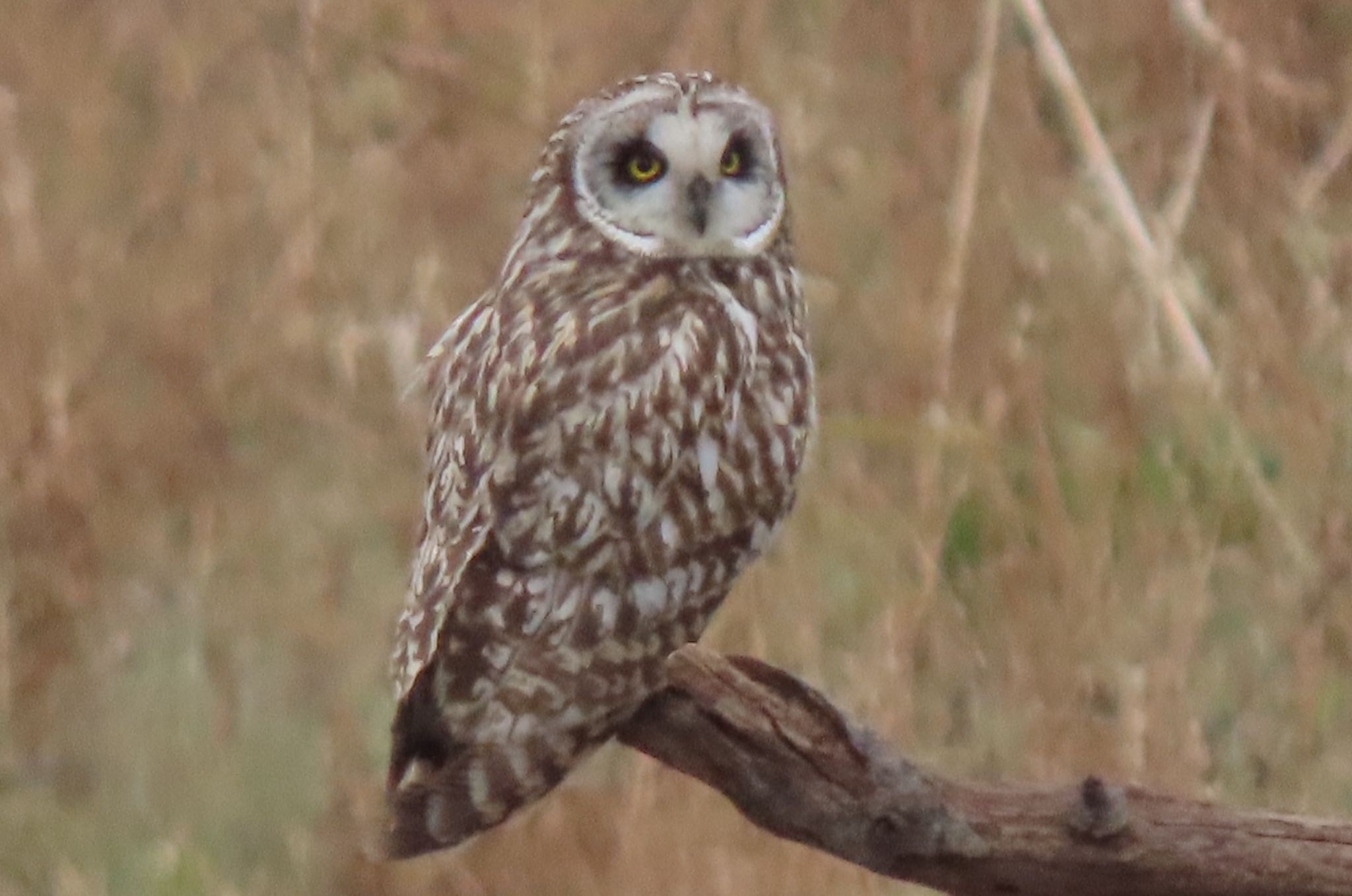 荒川河川敷 コミミズクの写真 by 中学生探鳥家