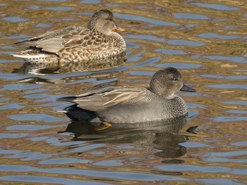 オカヨシガモ 東京港野鳥公園 2017年11月29日(水)