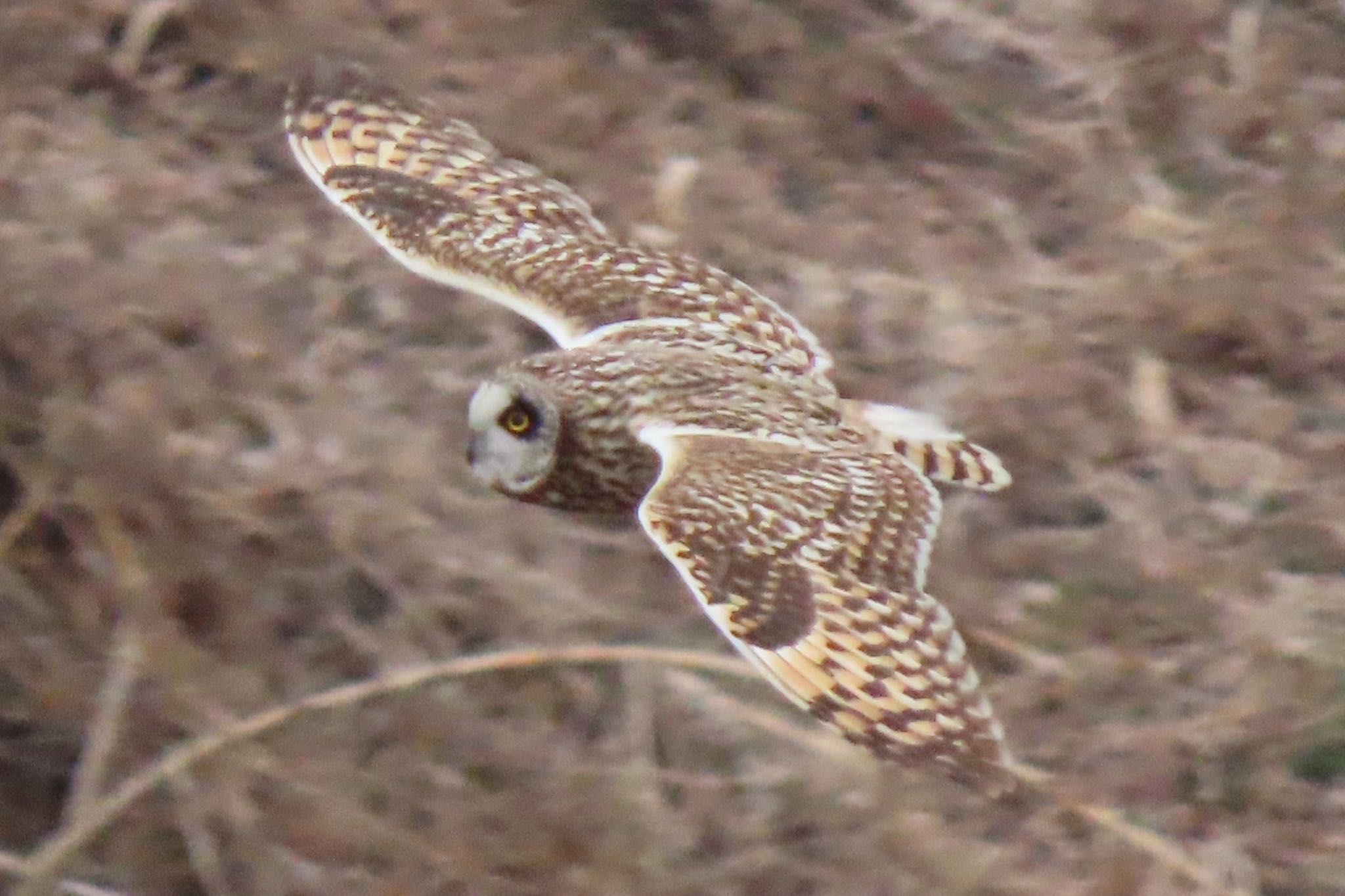 荒川河川敷 コミミズクの写真 by 中学生探鳥家