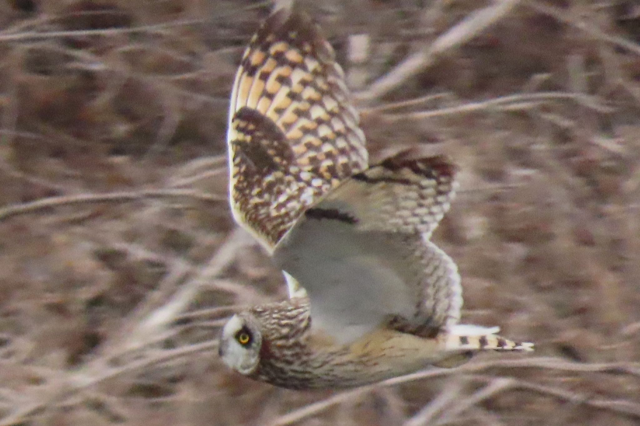 荒川河川敷 コミミズクの写真 by 中学生探鳥家