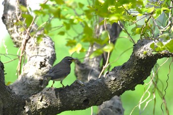 2022年5月4日(水) 禄剛崎の野鳥観察記録