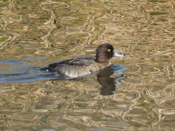 キンクロハジロ 東京港野鳥公園 2017年11月29日(水)