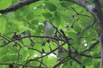 2022年5月1日(日) 石神井公園の野鳥観察記録