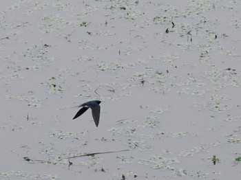 Barn Swallow 境川遊水地公園 Fri, 4/29/2022