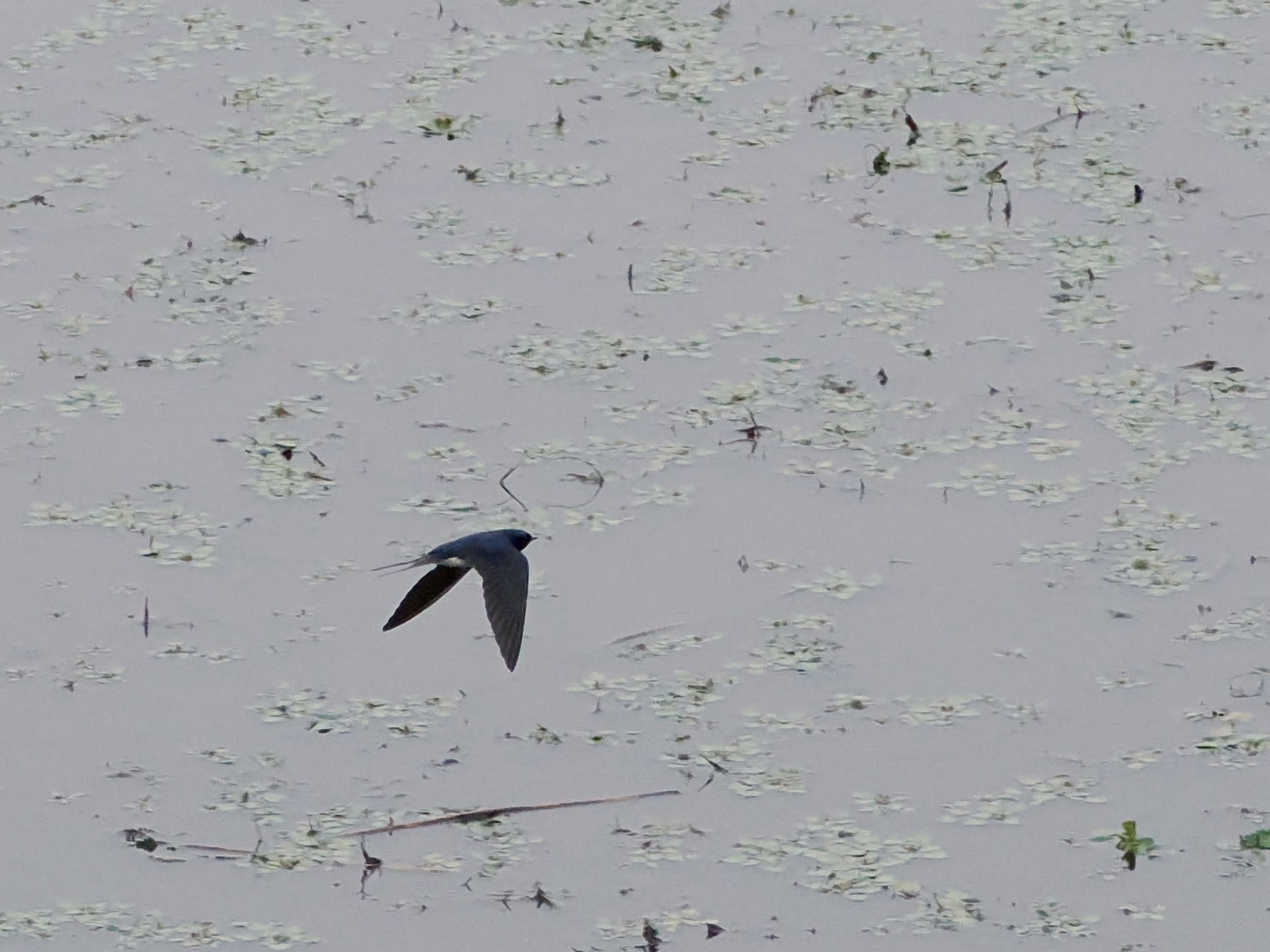 Photo of Barn Swallow at 境川遊水地公園 by アポちん