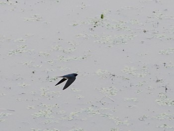 ツバメ 境川遊水地公園 2022年4月29日(金)