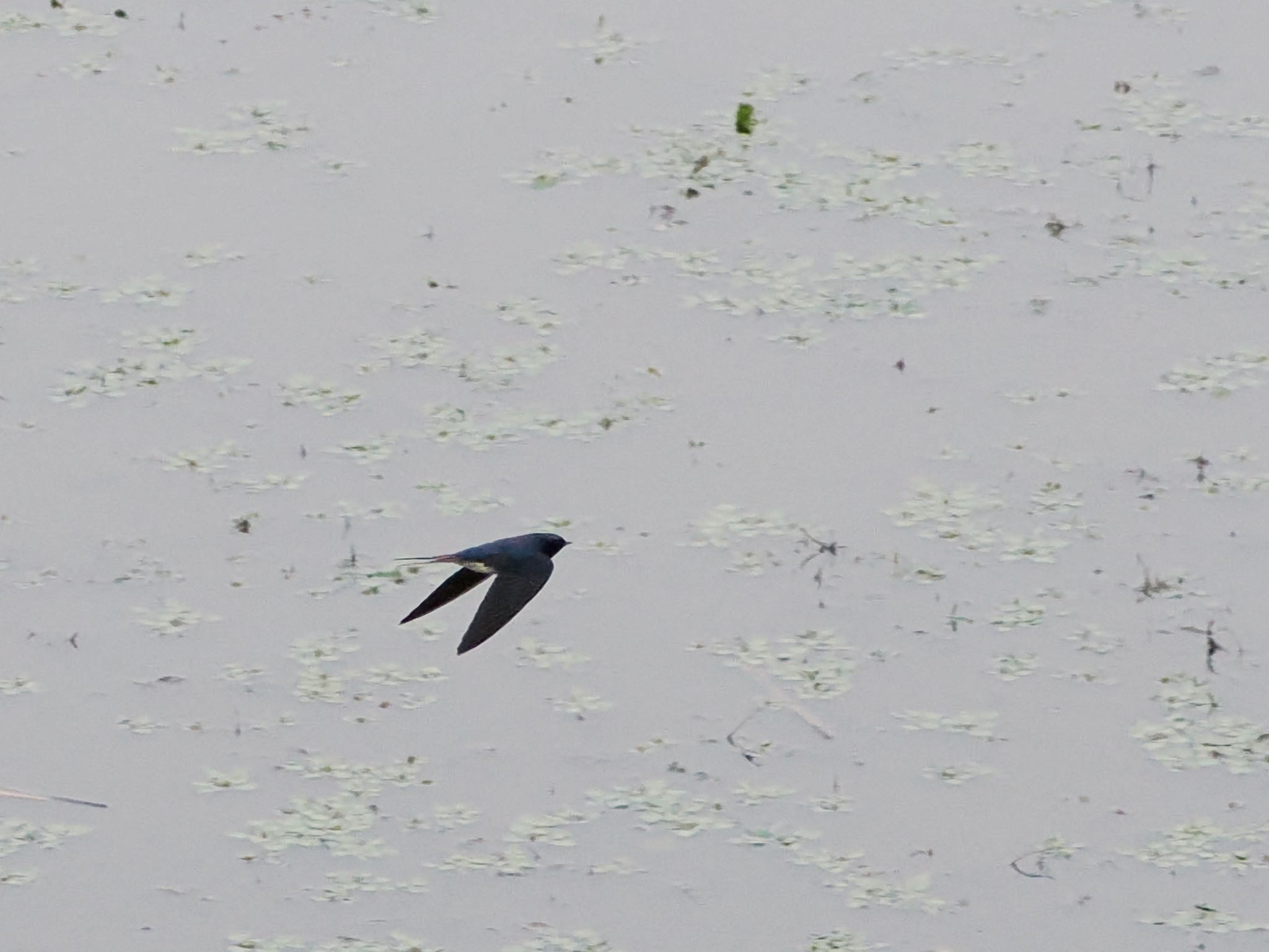 Photo of Barn Swallow at 境川遊水地公園 by アポちん