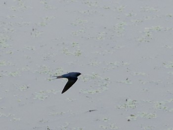 Barn Swallow 境川遊水地公園 Fri, 4/29/2022