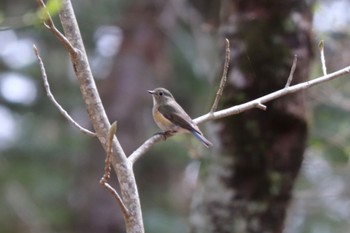 Red-flanked Bluetail 富士山２合目 Sat, 4/30/2022
