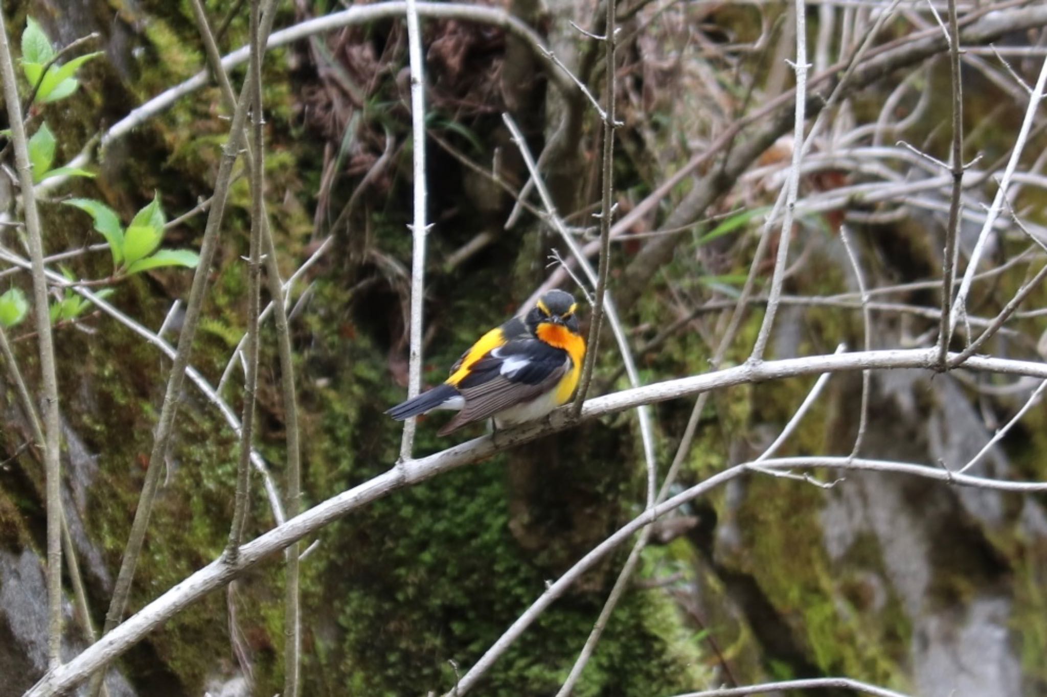 Photo of Narcissus Flycatcher at 十里木高原 by monsuke