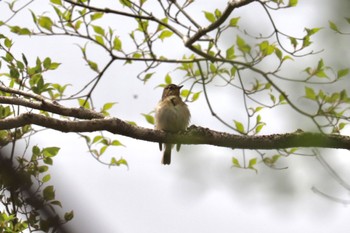 Blue-and-white Flycatcher 十里木高原 Sat, 4/30/2022