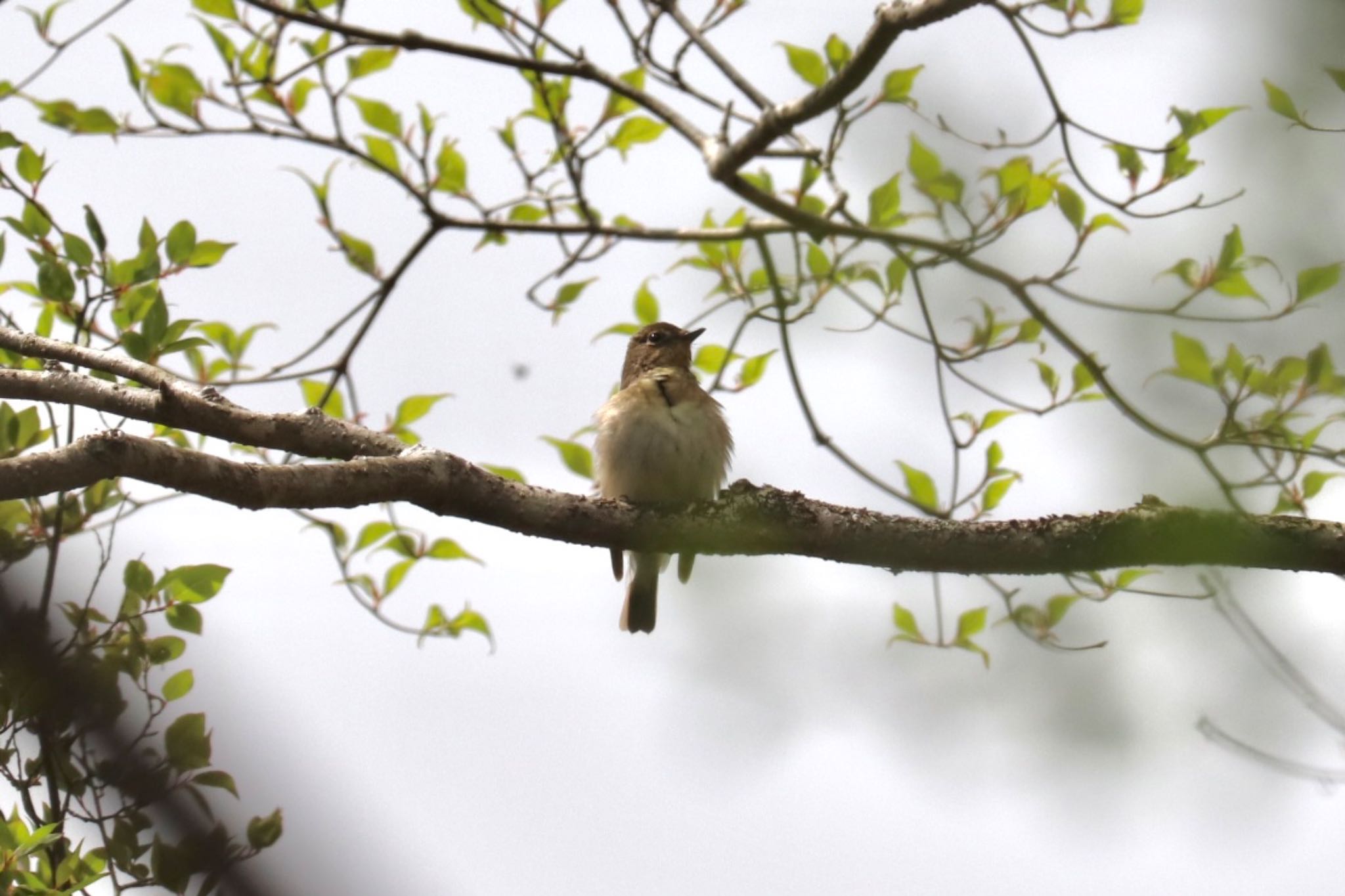 Blue-and-white Flycatcher