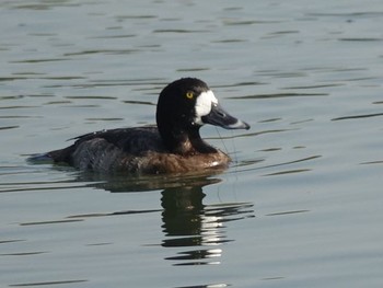 Lesser Scaup Tokyo Port Wild Bird Park Wed, 11/29/2017