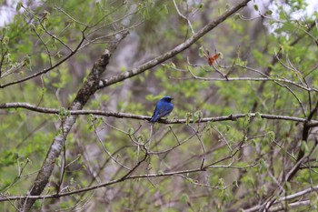 Blue-and-white Flycatcher 十里木高原 Sat, 4/30/2022