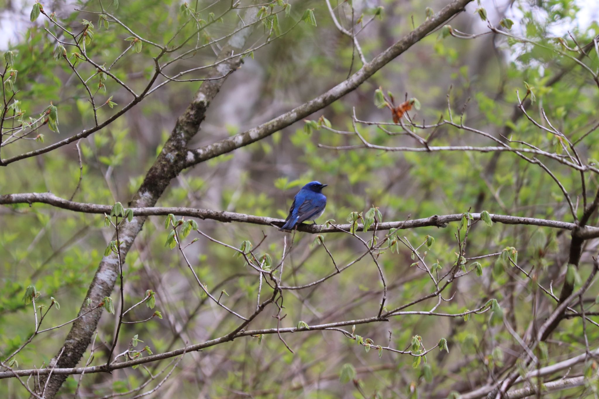 Blue-and-white Flycatcher