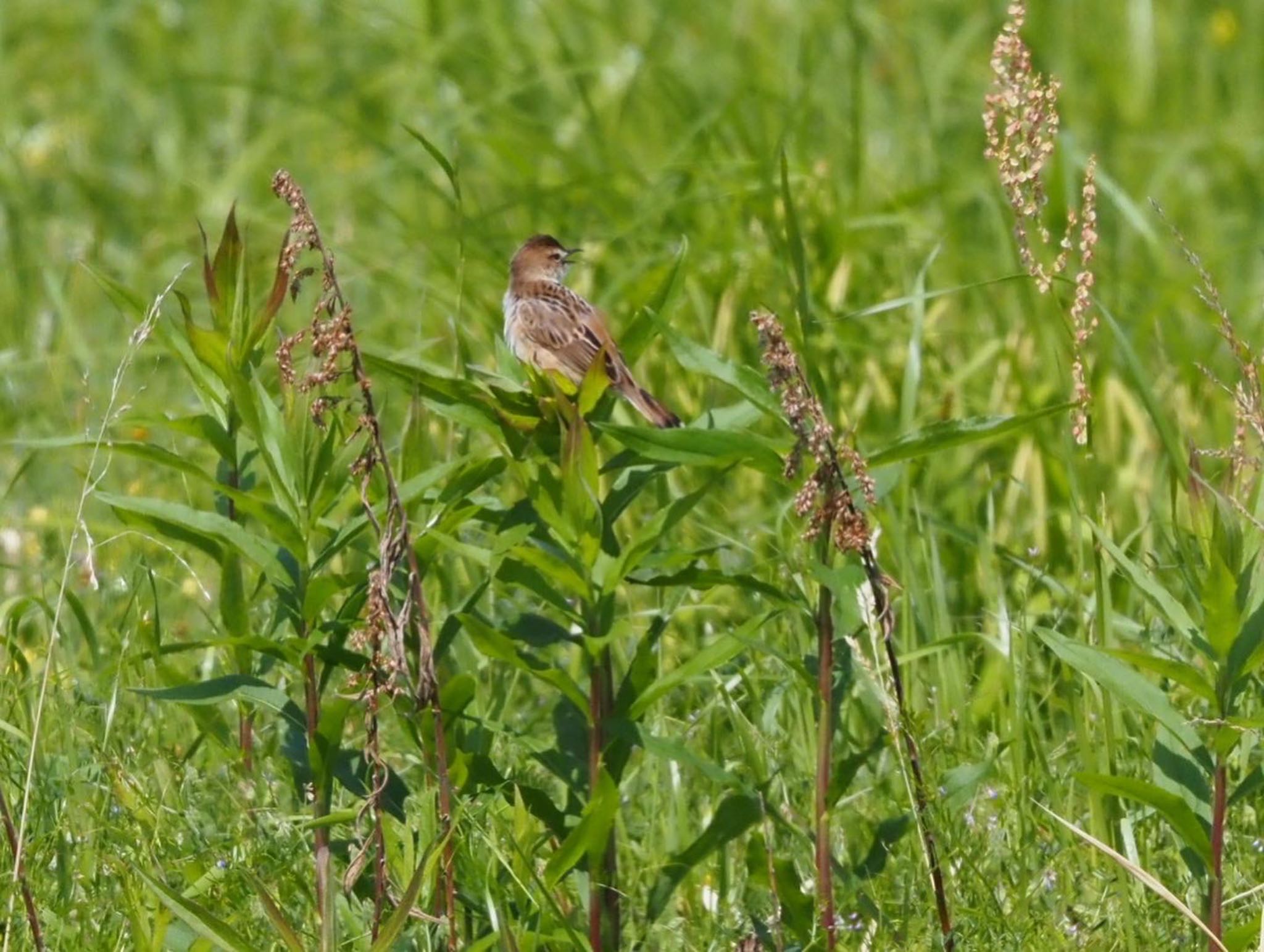 Zitting Cisticola