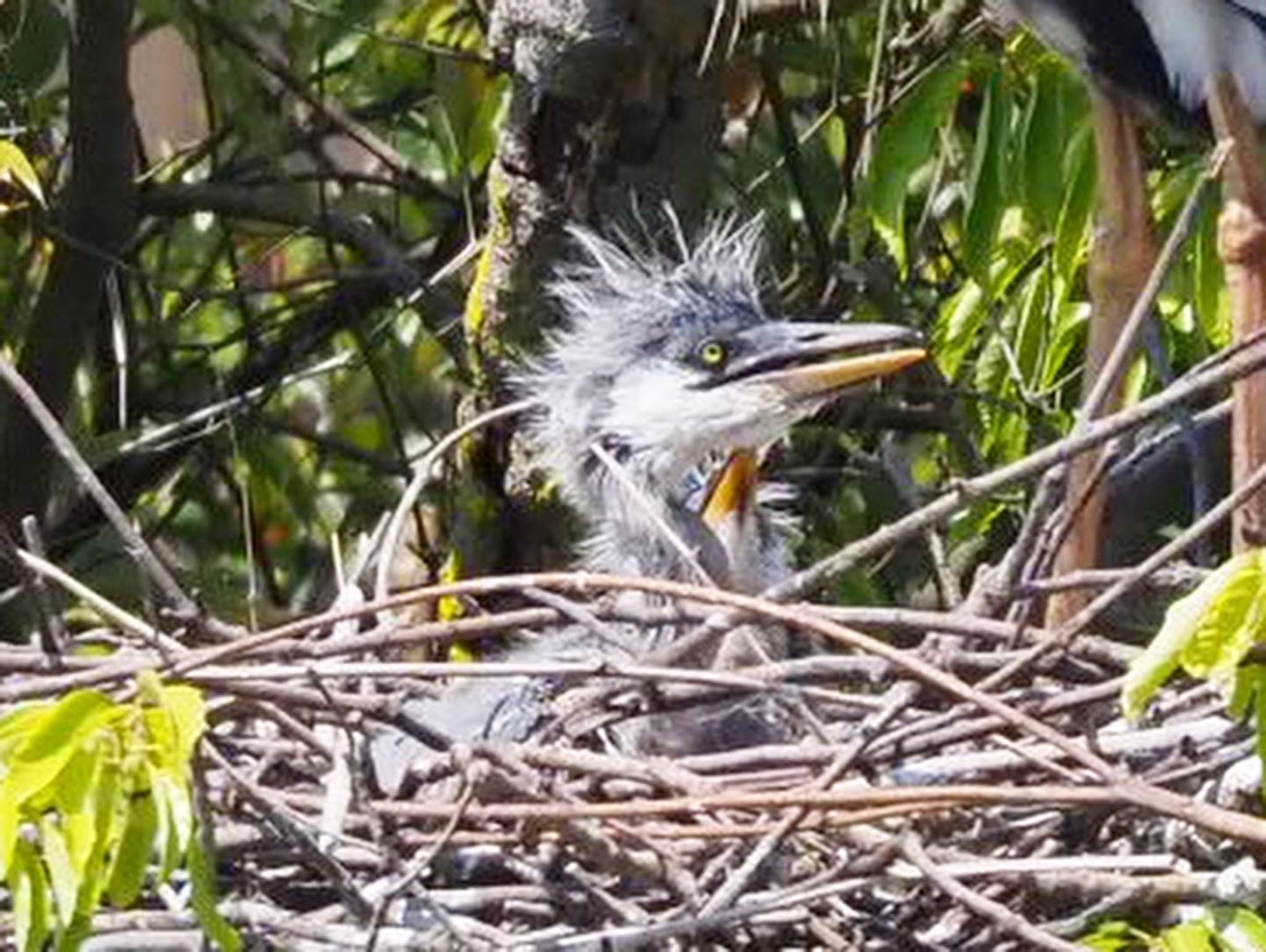 Grey Heron