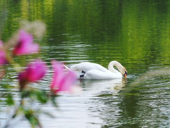 2022年5月3日(火) 奈良市水上池の野鳥観察記録