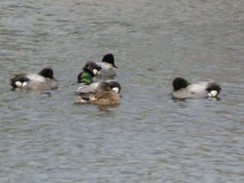 Falcated Duck 浮島ヶ原自然公園 Sat, 4/2/2022