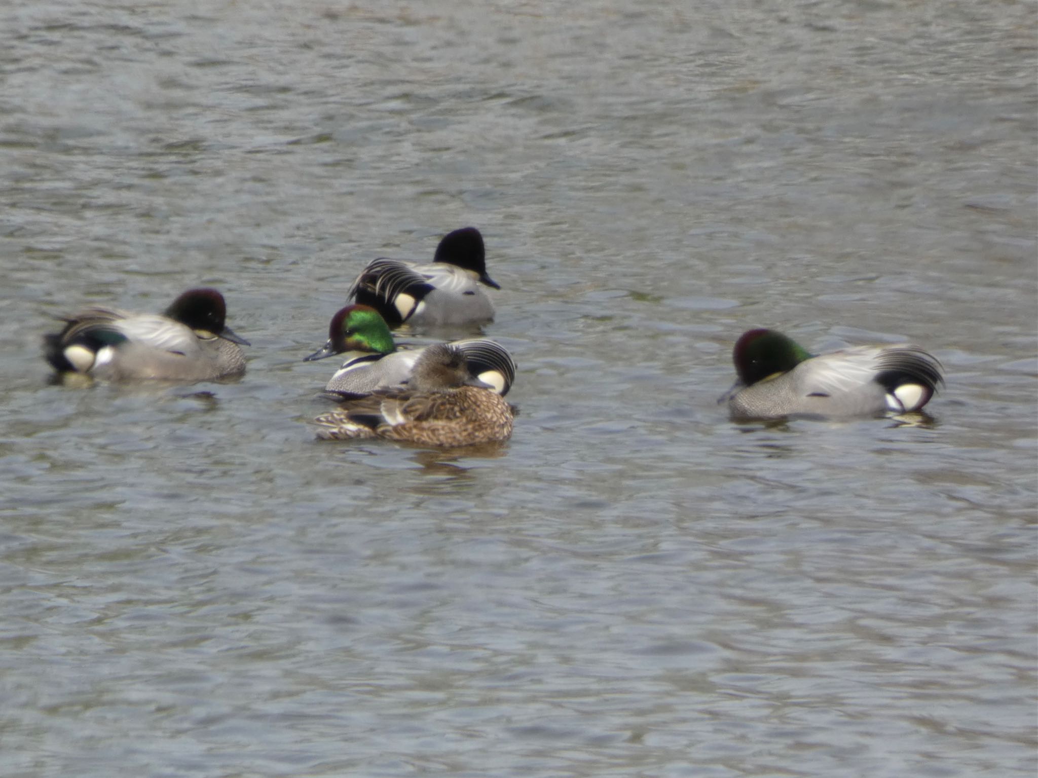 Photo of Falcated Duck at 浮島ヶ原自然公園 by monsuke