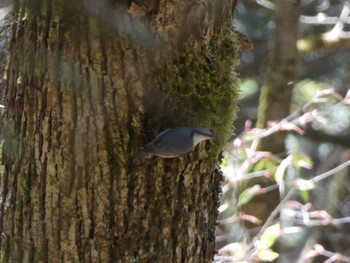 Eurasian Nuthatch 西臼塚 Sat, 4/23/2022