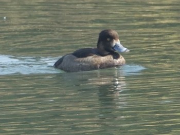 Greater Scaup Tokyo Port Wild Bird Park Wed, 11/29/2017