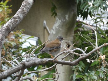 Pale Thrush 吉田神社 Wed, 3/23/2022